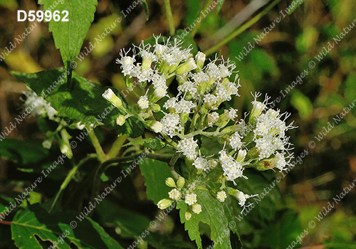 Ageratina altissima (White Snakeroot, Eupatorium rugosum)